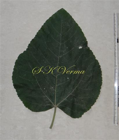  Leaf (Adaxial view)